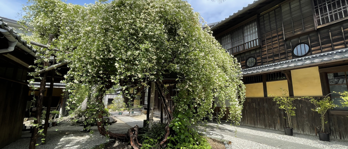 萬三の白モッコウバラ祭