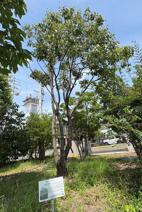 写真：クスノキ