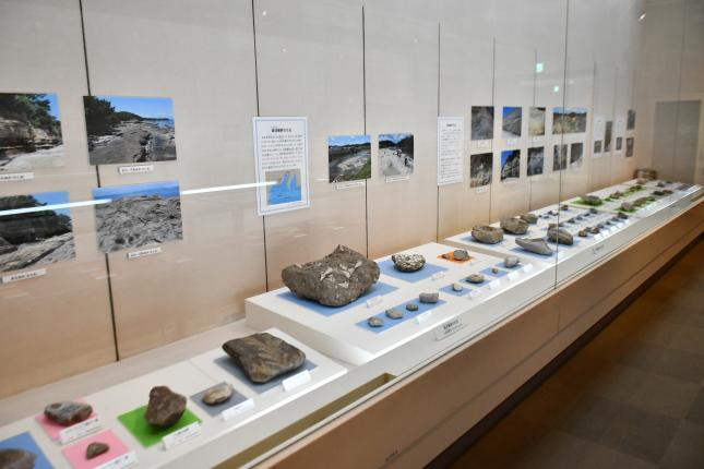 写真：知多半島の化石1