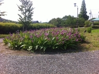 写真：花の木園2