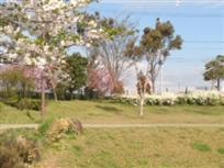 写真：花の木園