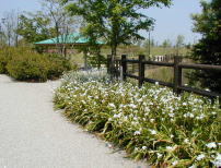 写真：花の木園3