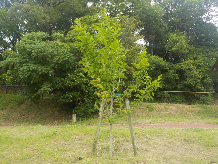 写真:記念植樹された木