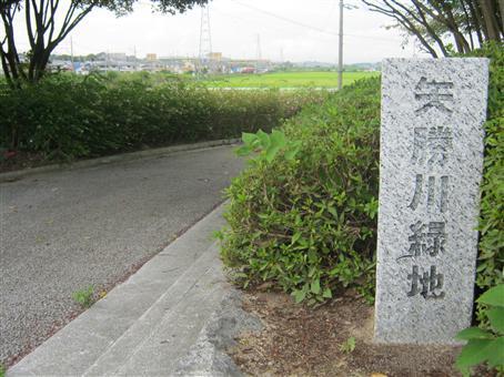 写真：矢勝川緑地