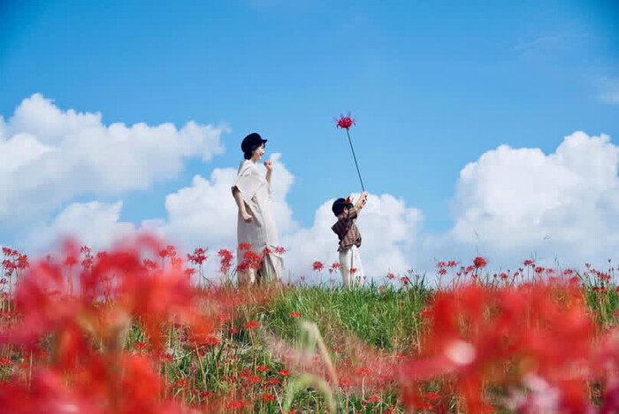 写真:青空に映える彼岸花