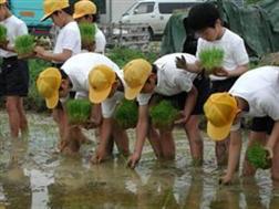 写真：田植えをする子どもたち