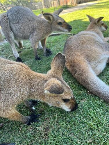 写真：カンガルー