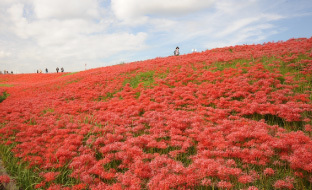 写真：ごんの秋まつり（300万本の彼岸花）