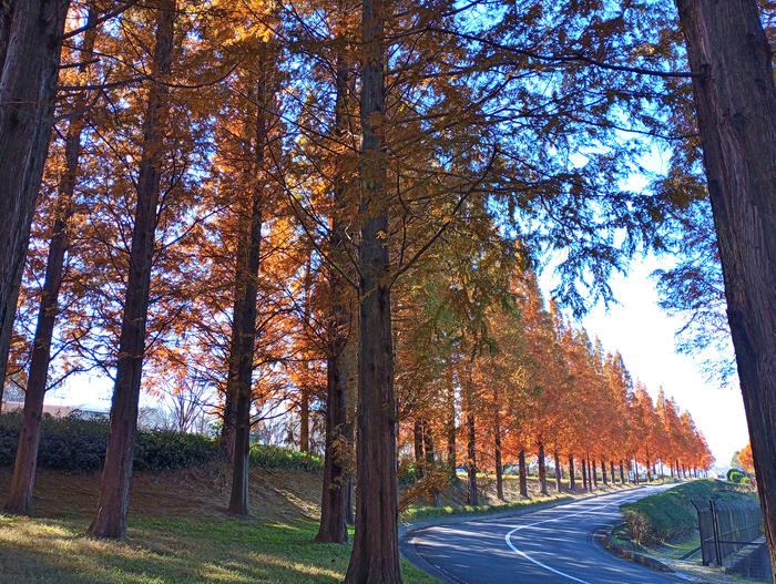 写真：半田運動公園　メタセコイア