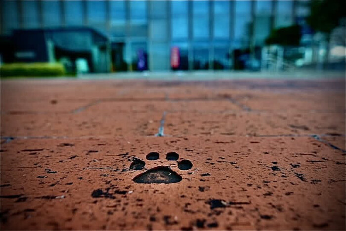 写真：ごんのあしあと