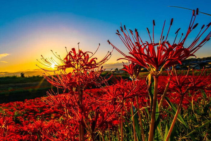 写真：矢勝川沿いの300万本の彼岸花3