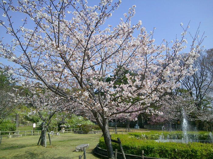 桜の写真A