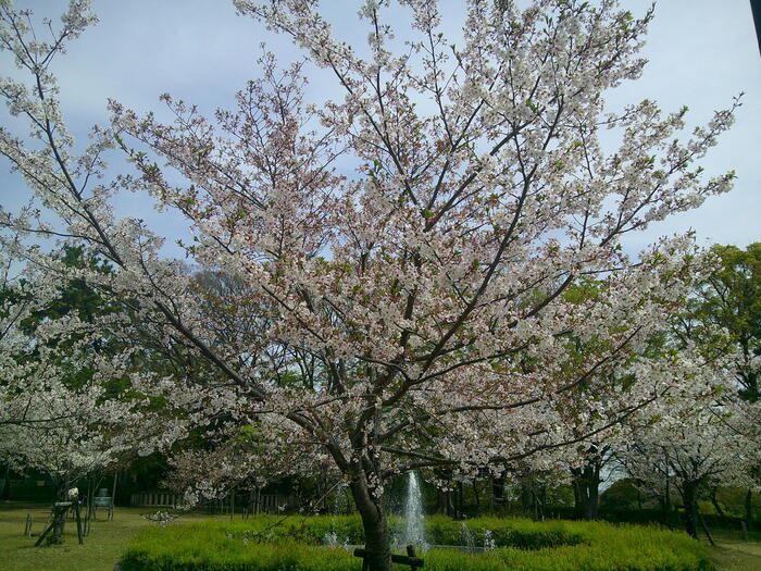 桜の写真A