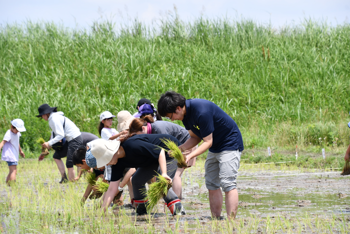 写真:田植え体験の様子