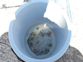 令和5年度　亀崎海岸の生き物2