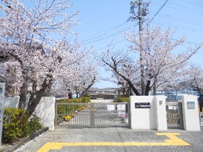 正門前の桜です