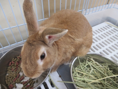 園にいるうさぎです。