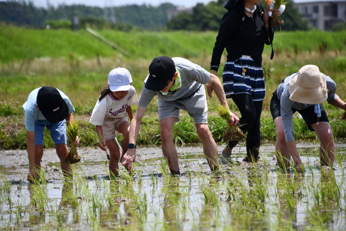 田植え