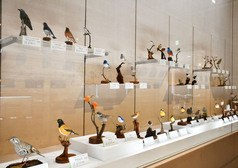 企画展「バードカービングの世界 ～木彫りの野鳥大図鑑～」｜半田市