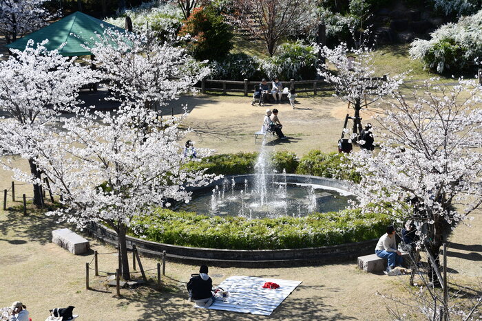 雁宿公園の桜